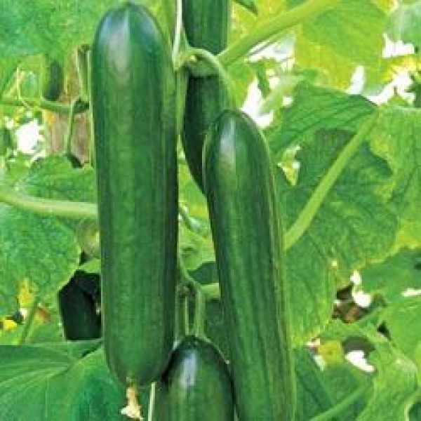 Omaxe Cucumber F1 Hybrid Sultan seeds (10 Seeds)